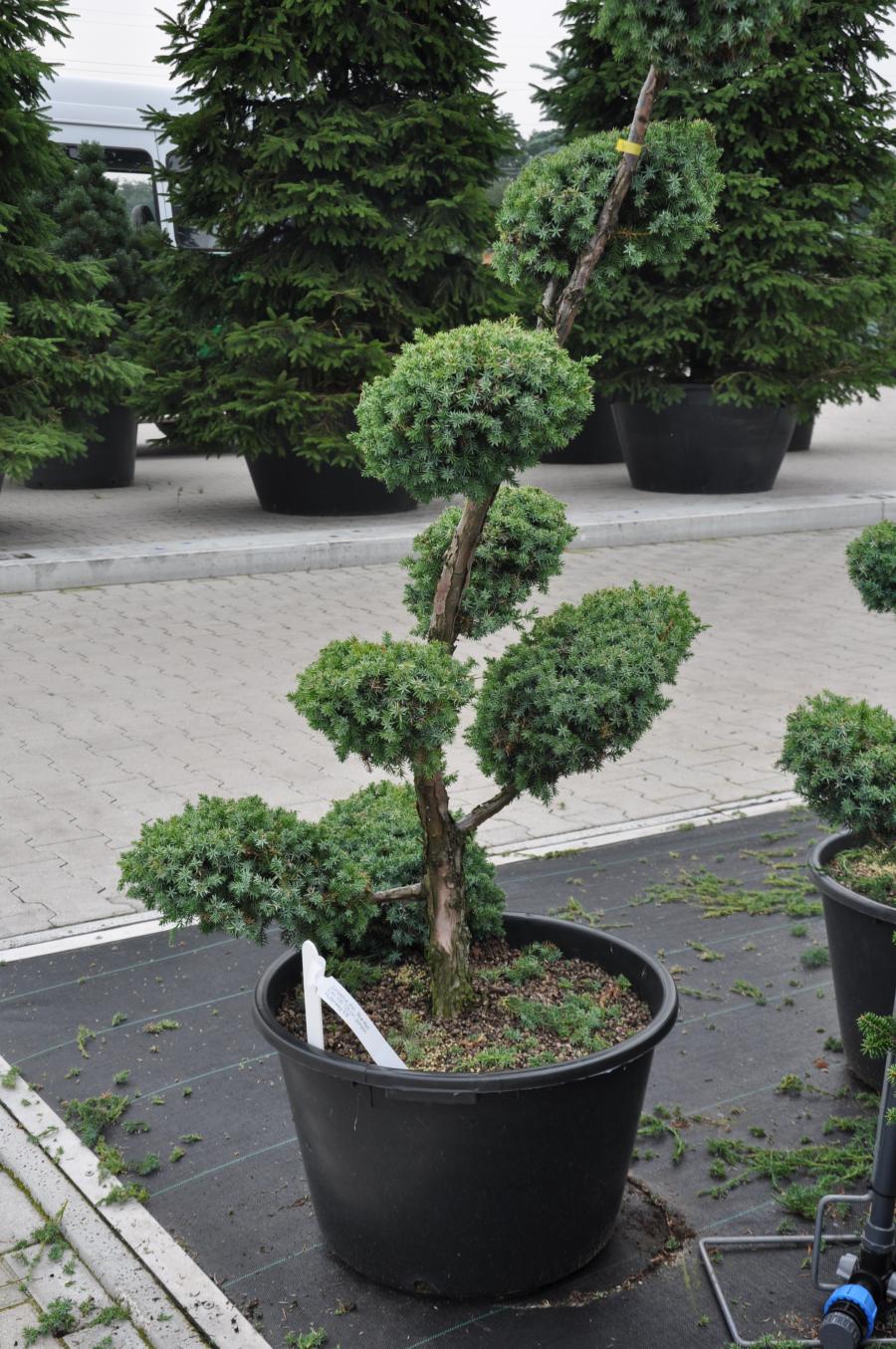 Можжевельник скальный Блю Эрроу, форма Пом Пон 120-140 