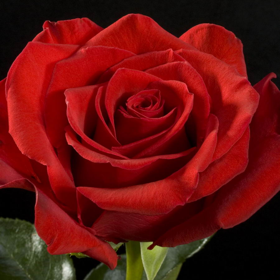 Роза чайно-гибридная Фридом v5 Lav 