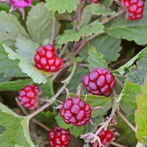 Княженика Тарья v2 Cl 