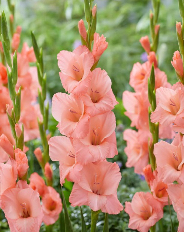 Луковица Гладиолус крупноцветковый Шуга Бейб 10/12 10шт. Поиск 