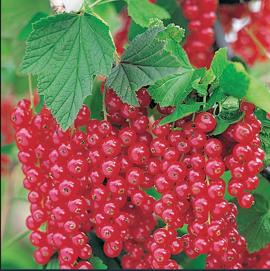 Смородина красная Восторг v2 Tim 