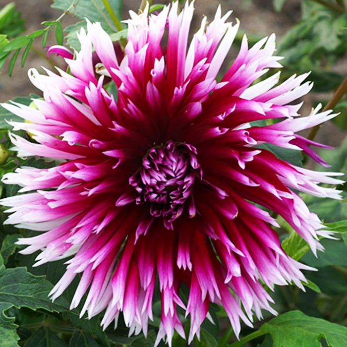 Клубень НВМ Георгина Бахромчатая Алауна Клэр Обскур (II) 1шт 