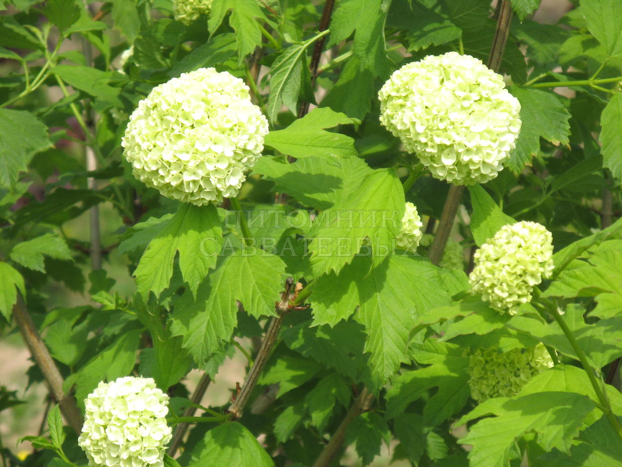 Калина обыкновенная Розеум v3 30-50 Sav 