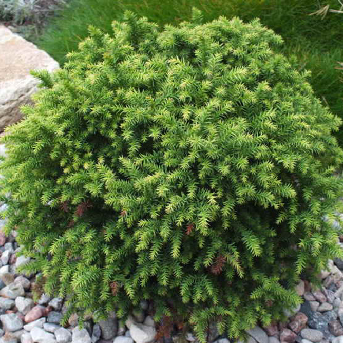 Криптомерия японская Монстроза нана Р19 Tw 