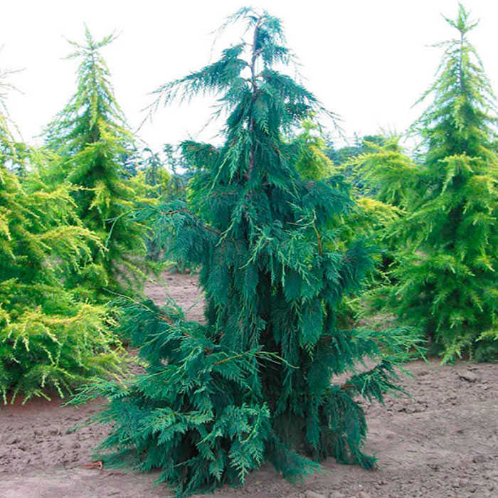 Кипарисовк нутканский Глаука v 3-5 Tim по цене  Кипарисовк нутканский Глаука v 3-5 Tim