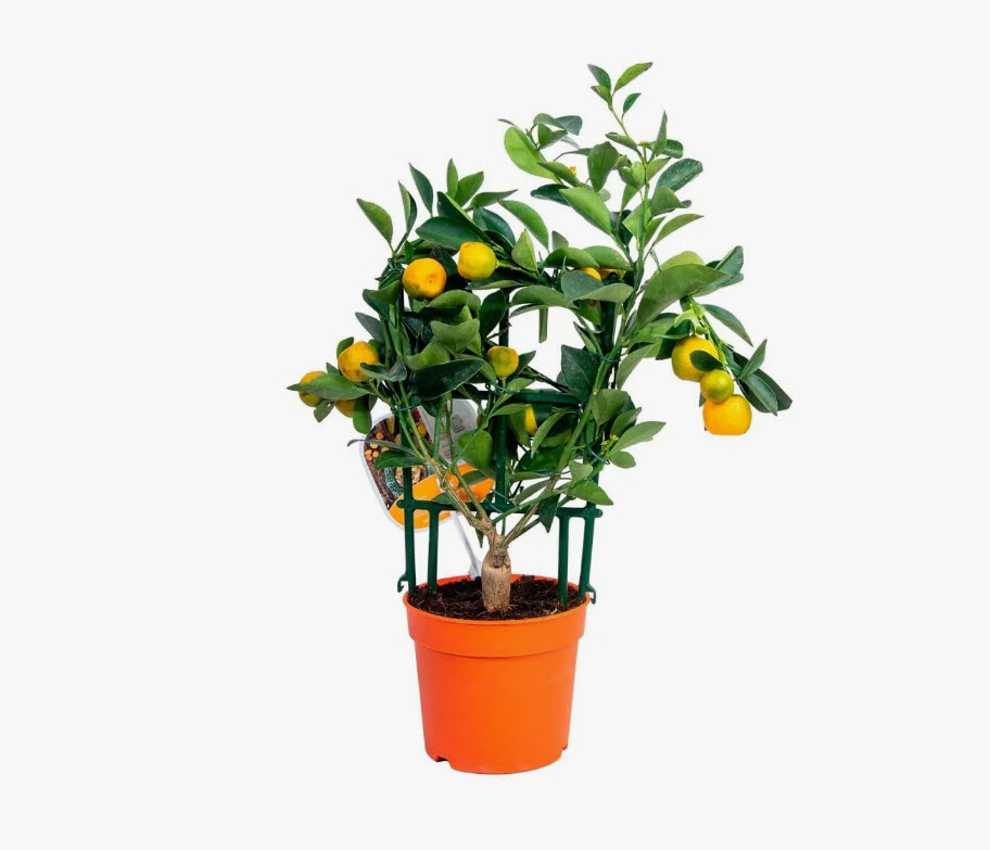 Цитрус Ред Лайм штамб d15 h35 