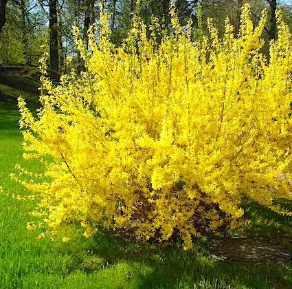 Форзиция промежуточная Викенд v5 Lav 