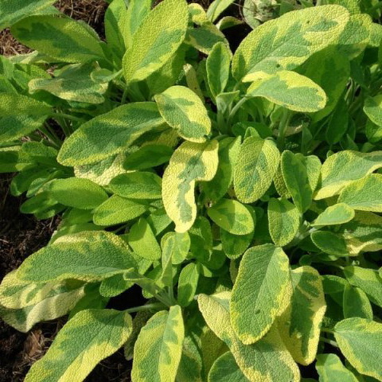 Растение шалфей/тимьян D11 bix 