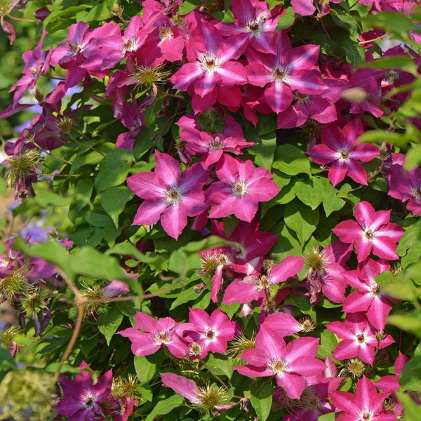 Клематис Вива Полония v2 CL 