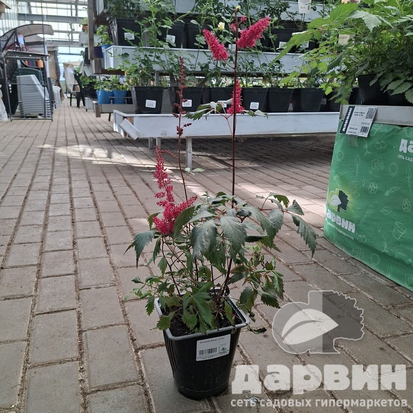 Астильба Фанал v2 Tim 