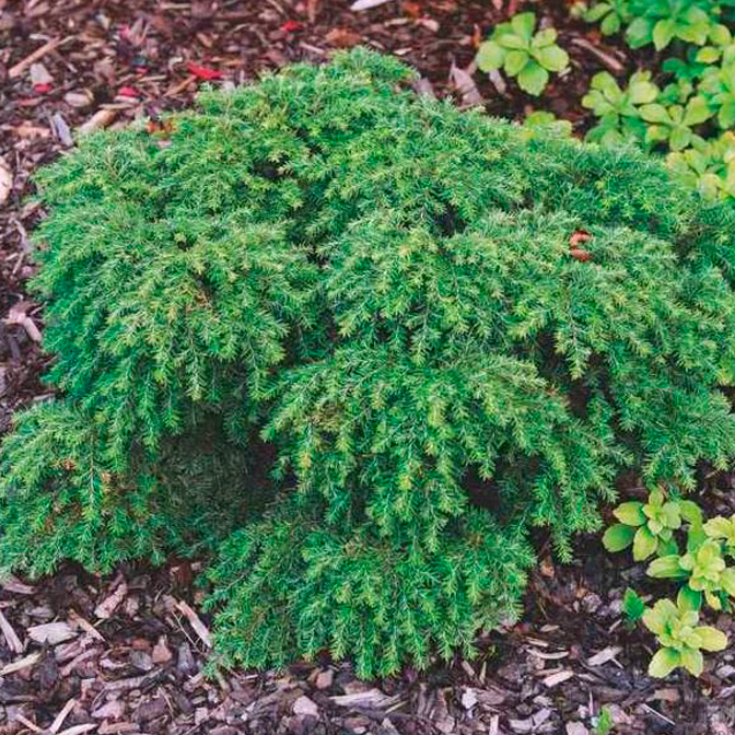 Растение тсуга канадская Компакта С2 