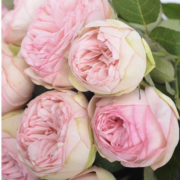 Роза спрей Чарминг Бабблс v5 Lav 