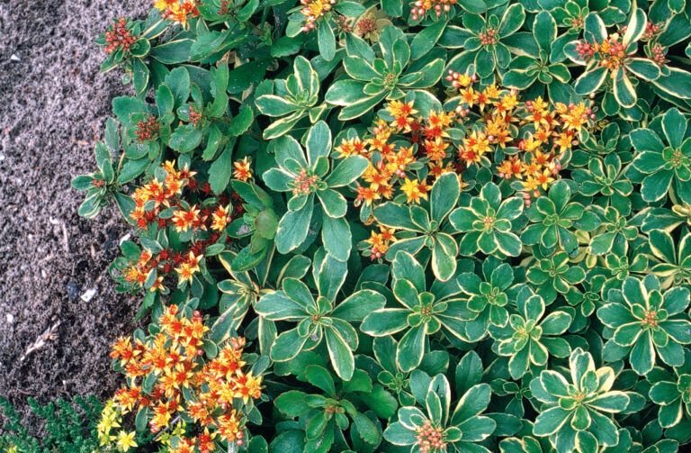 Седум камчатский Вариегатум d12 ХР 