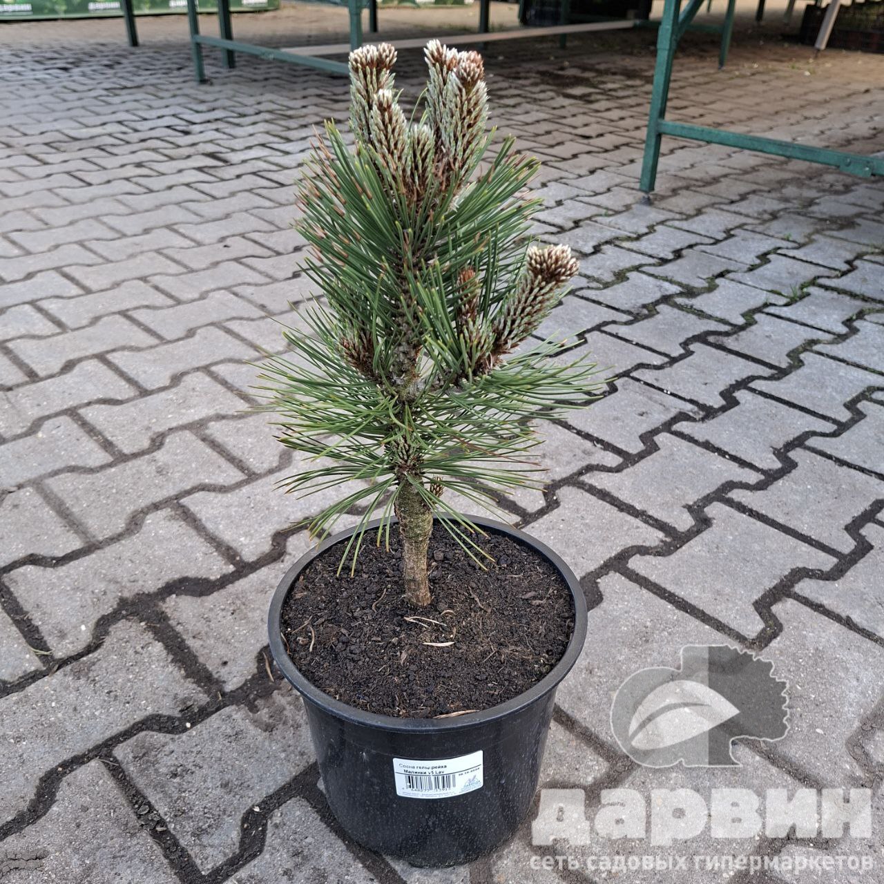 Сосна гельдрейха Малинки v5 Lav 