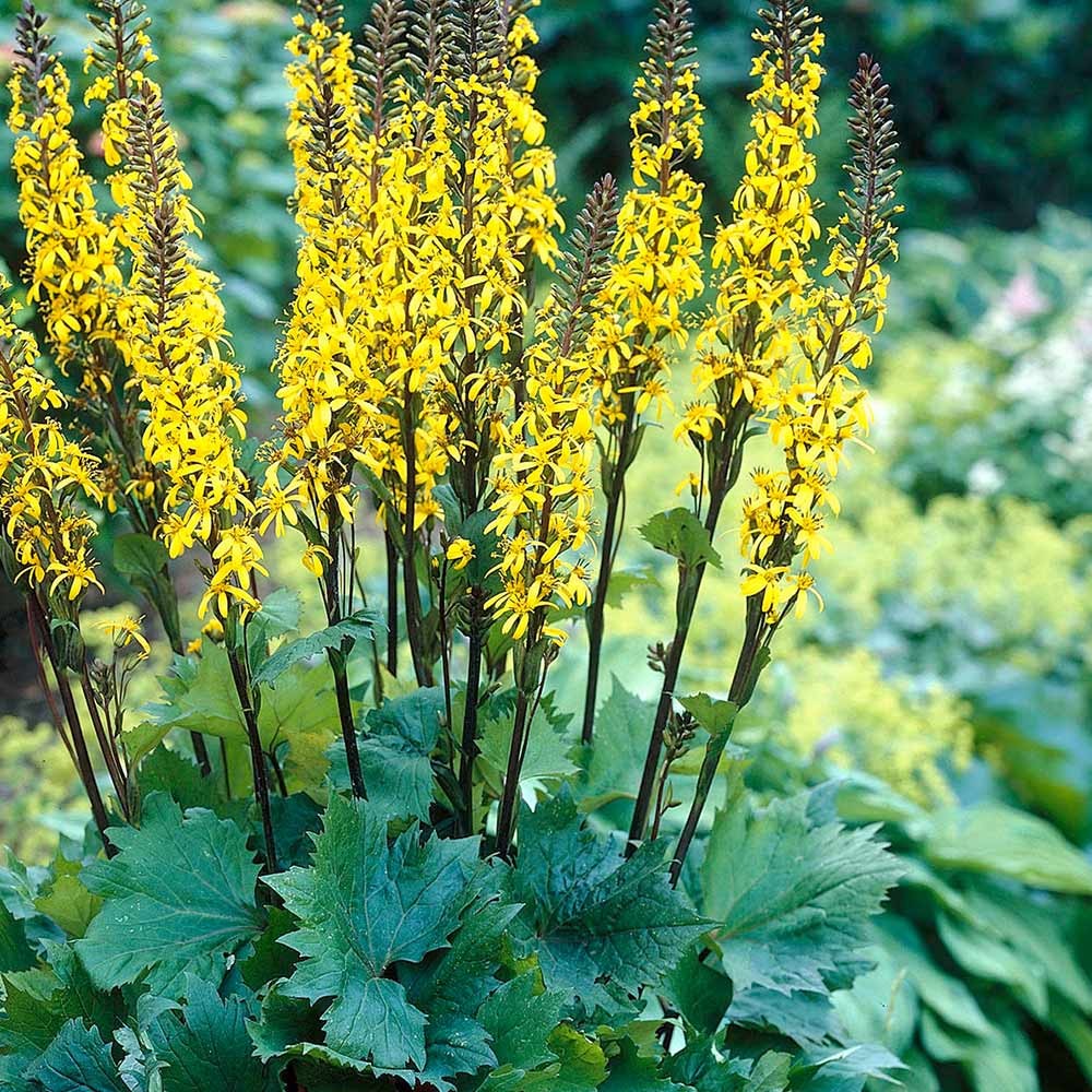 Бузульник v1,5 Push 