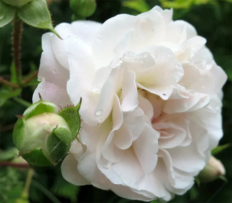 Роза почвопокровная Сиа Фом в коробке ЦО 