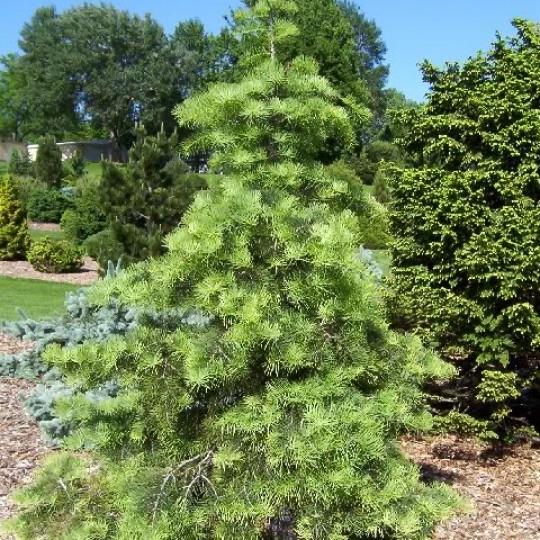 Растение пихта одноцветная Гэйблс випинг 60/80 ST 