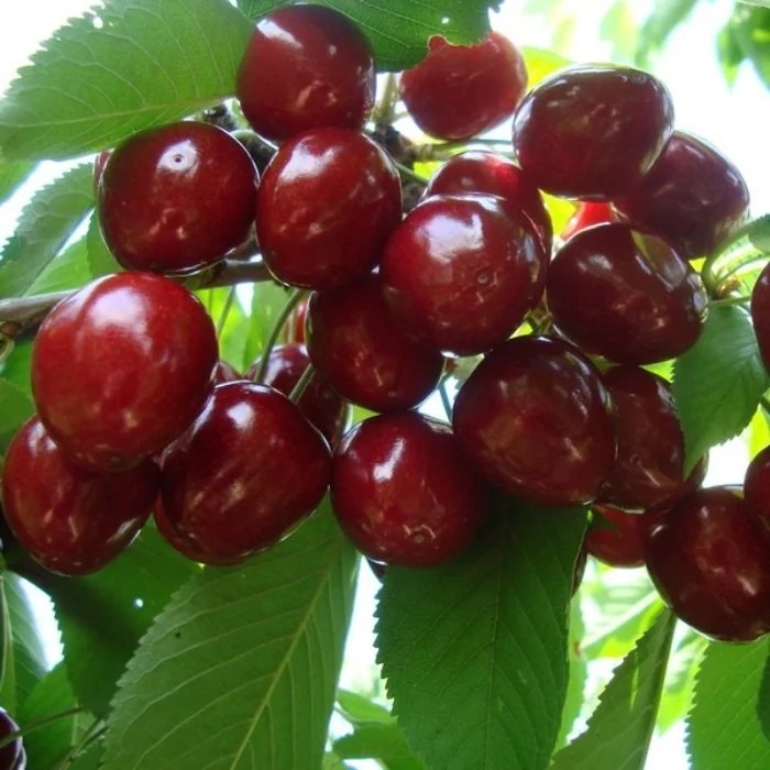 Черешня Велка красная v7 100-140 Tim 