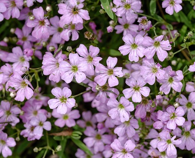 Корневище Гипсофила ползучая Розея 1 шт Поиск 