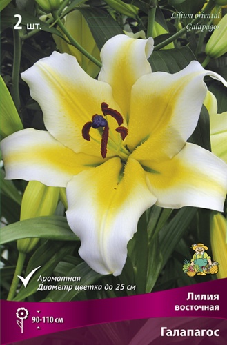 Луковица Лилия восточная Галапагос   1шт Поиск 