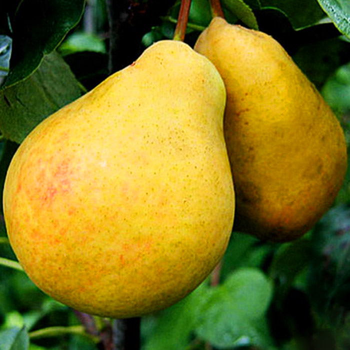 Груша Бергамот Московский v 5-10 