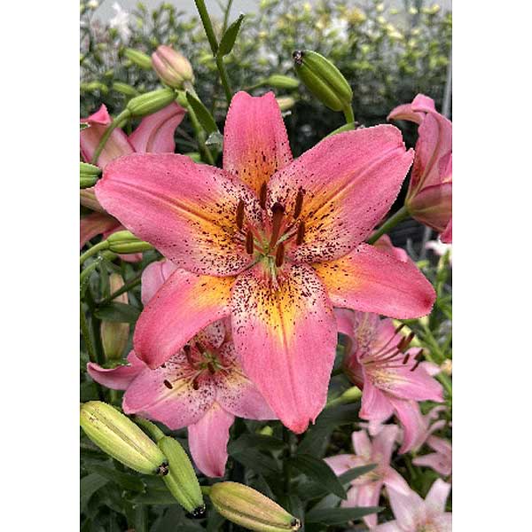 Луковица Лилия Фэнси Данс  10/12 2 шт 