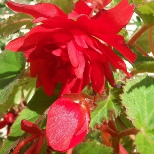 Бегония клубневая Илюминейшн Скарлет красная D23 ПВ 