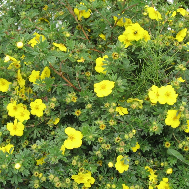 Я_Лапчатка кустарниковая Голдфингер v2 20-30 см Lav 