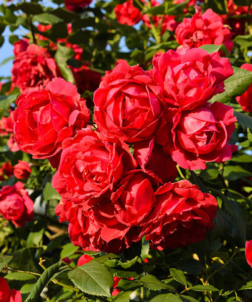 Роза плетистая Пауль Скарлет Клайминг в коробке ЦО 