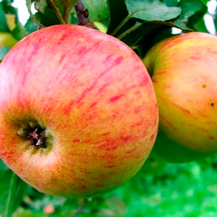 Яблоня Медуница h120-160 v10 3-х летка Tim 