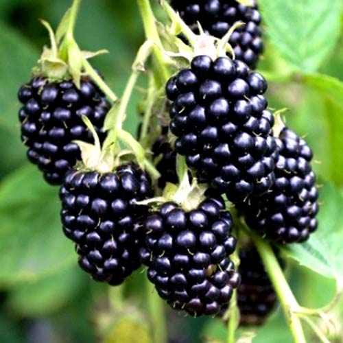 Растение ежевика Мертон Торнлесс Р11 