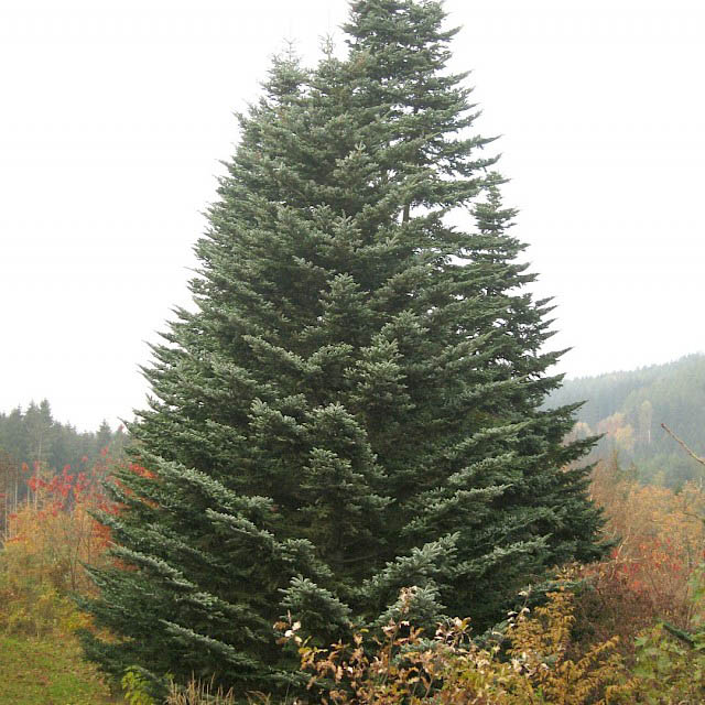 Растение пихта вичи Сильбертанне 200-225см 