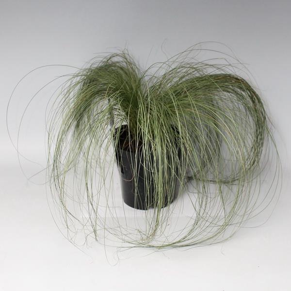 Осока Фростед карлс Р17 Tw 