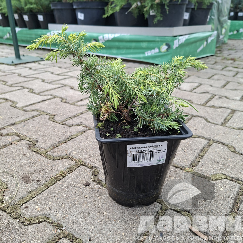 Можжевельник прибрежный Санфлауер v2 Lav 
