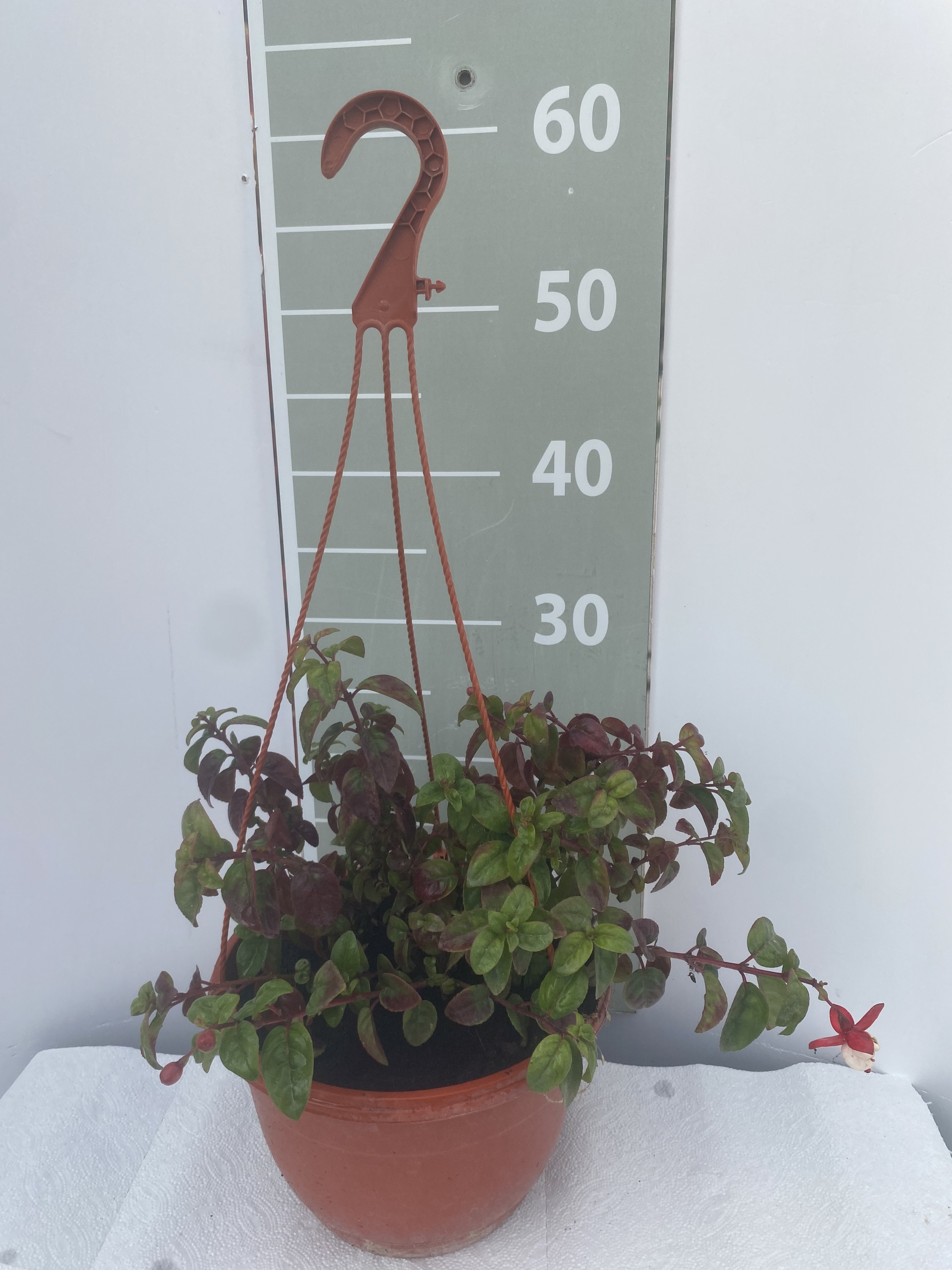 Фуксия в кашпо d17 Lav 