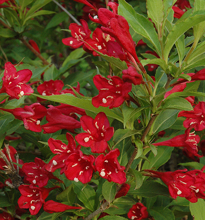 Вейгела Ред принц Р19/40-60 Tw 