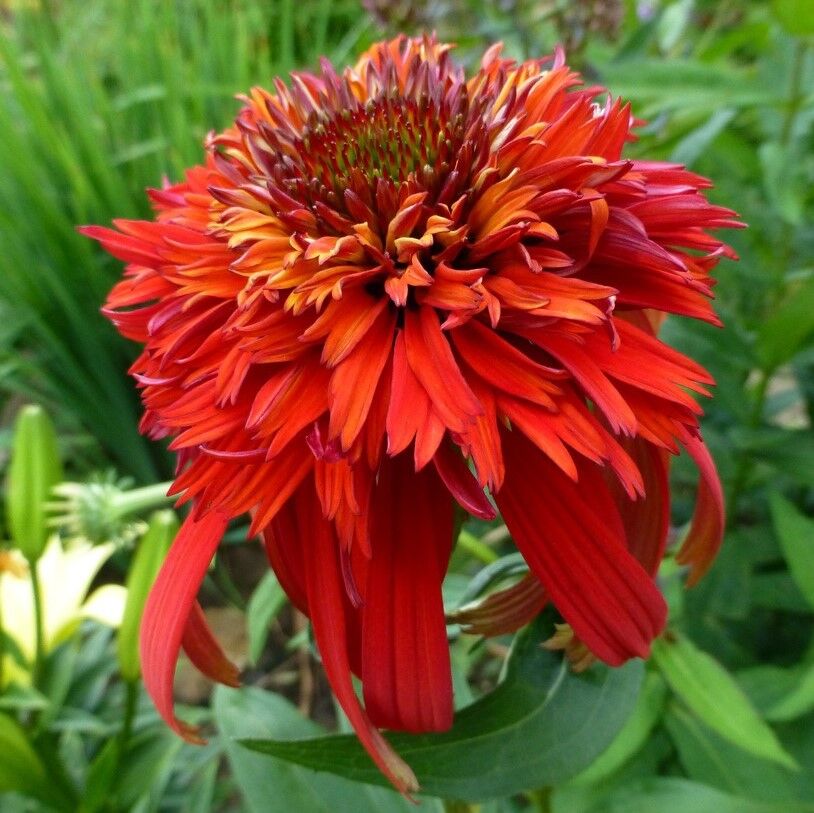 Эхинацея пурпурная Хот Папайя v5 Tim 