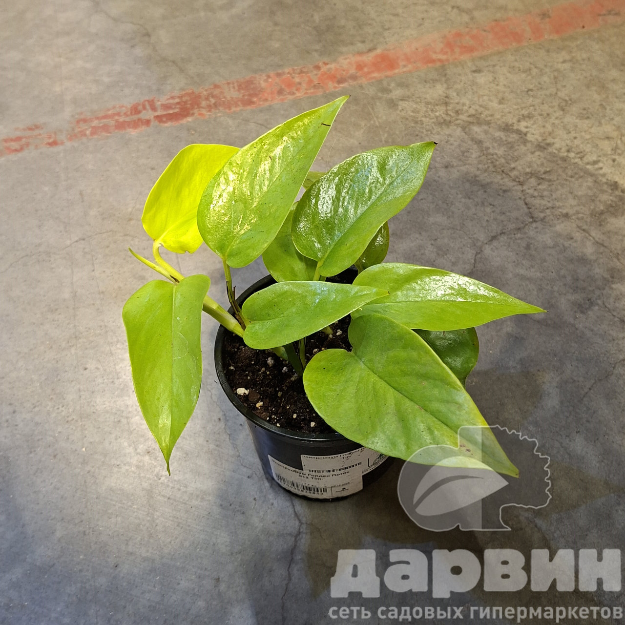 Эпипремнум Голден Потос d12 Tim 