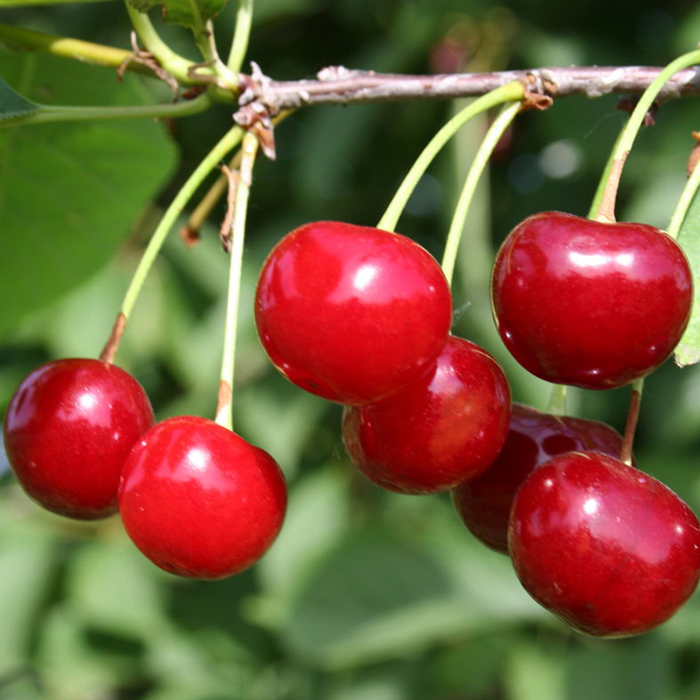 Вишня Малиновка v5-10 Tim 