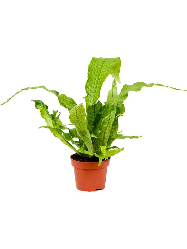 Микросорум Крокодиллус d12 h30 