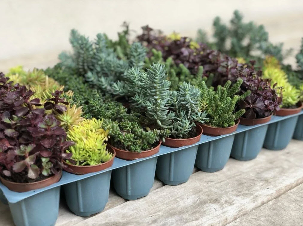 Седум микс d12 ХР 