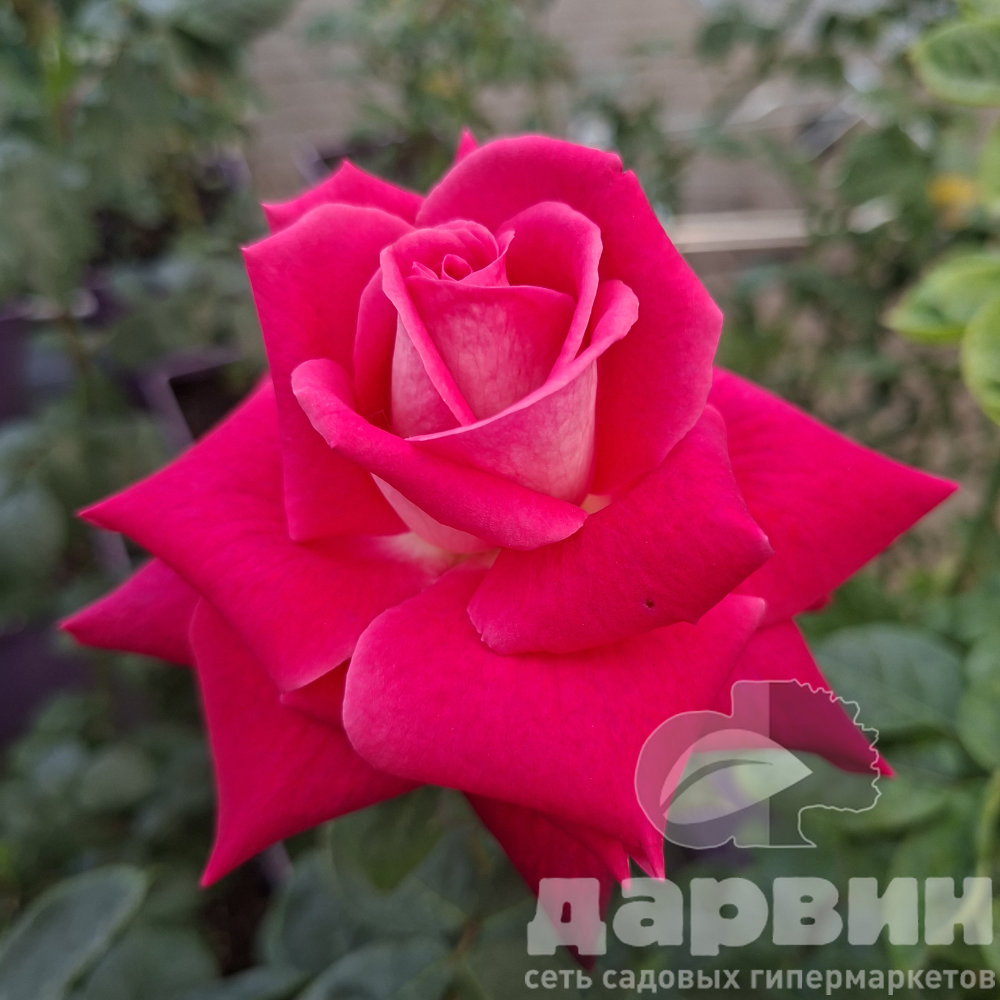Роза чайно-гибридная Акапелла v5 Lav 