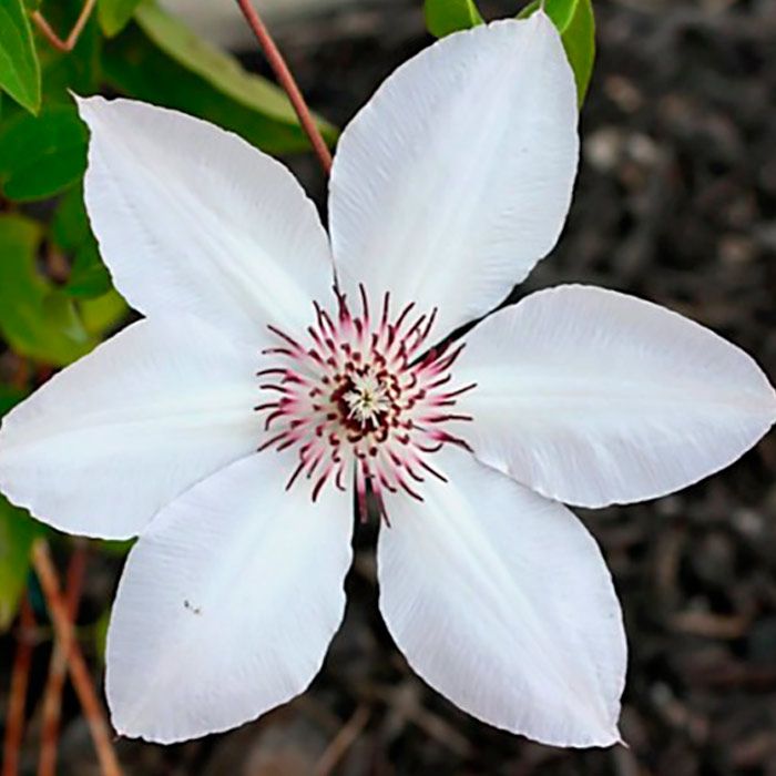 Клематис Матка Урсула Ледовска Р9 