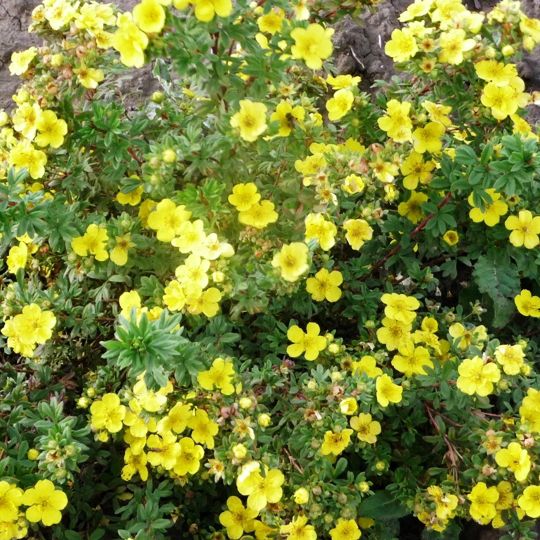 Лапчатка кустарниковая Хакманс Джиант v2 h40-60 UL 