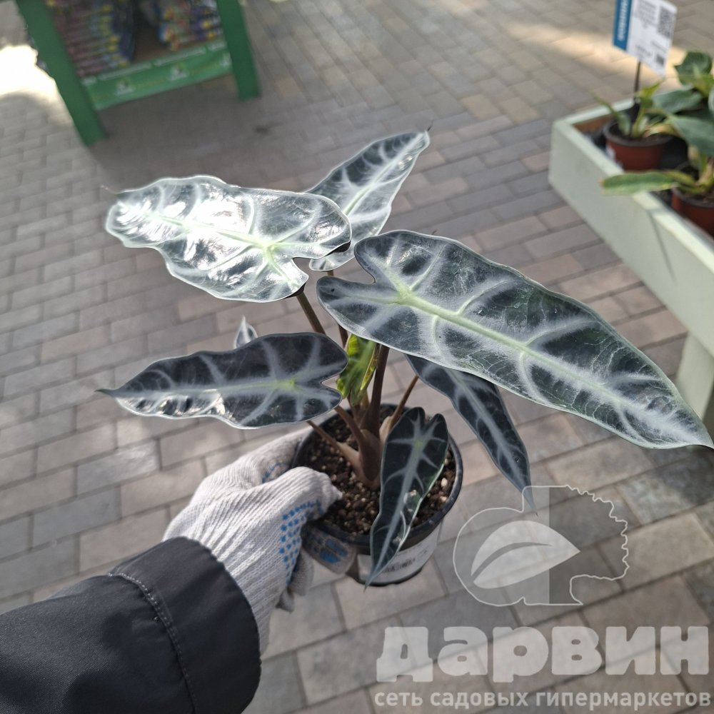 Алоказия d10 ЯР 