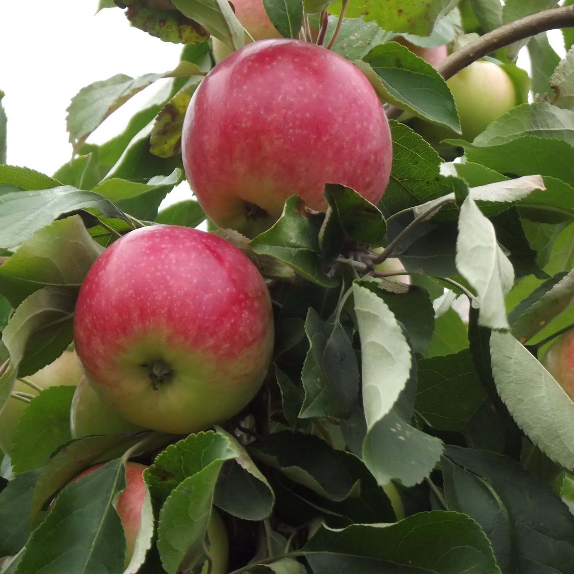 Яблоня Сентябрьское 3-х летка Tim 