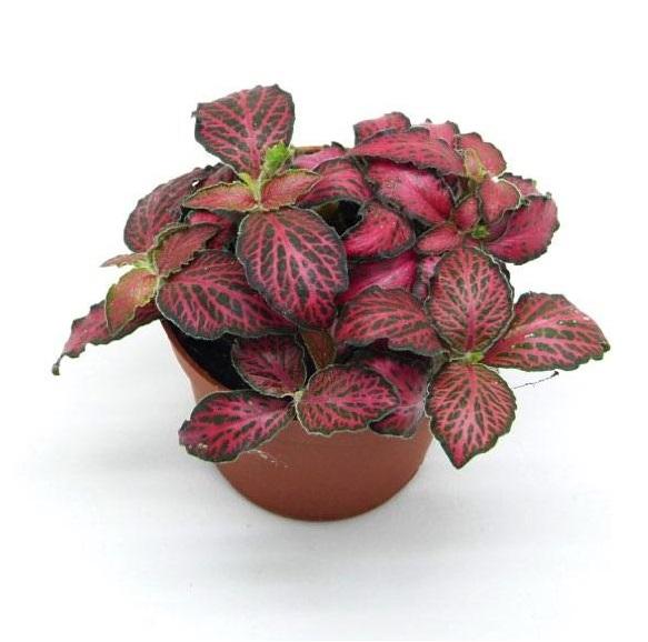 Фиттония Вершаффельта Ред мини d5 h10 