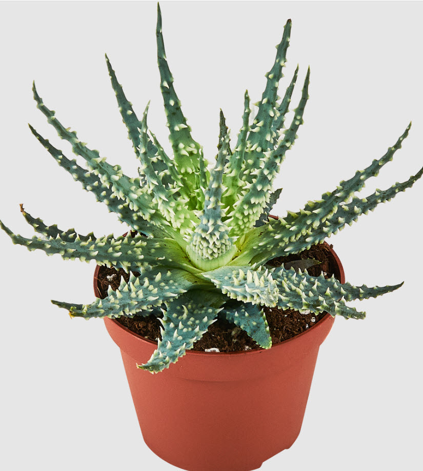 Алоэ Мара d10 h15 