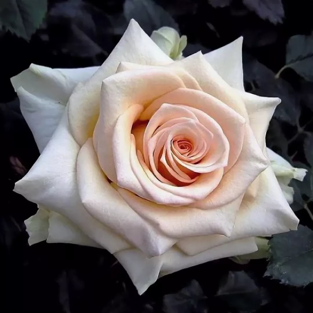 Роза чайно-гибридная ЖАРДИН БАГАТЕЛЛЕ v7 Fr 