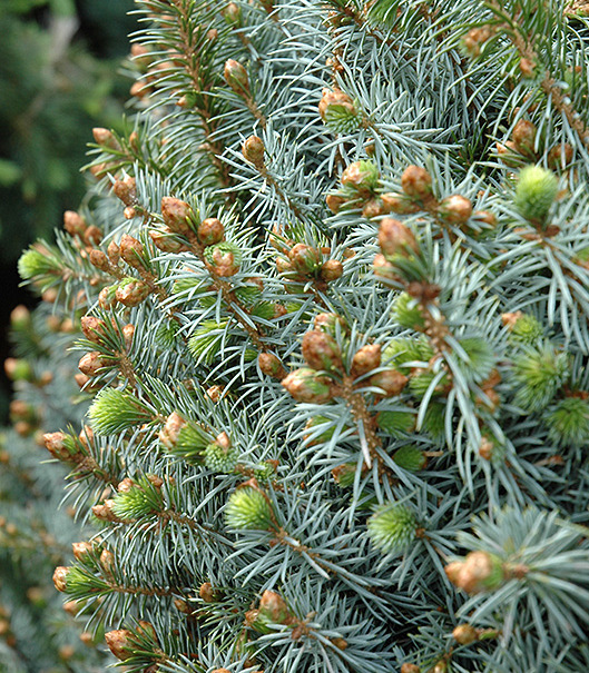 Ель ситхинская Папузе v7,5 30-40 